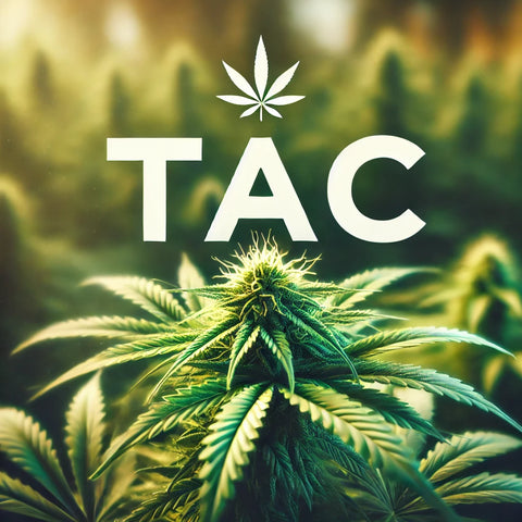 Total Active Cannabinoid Happys Amsterdam